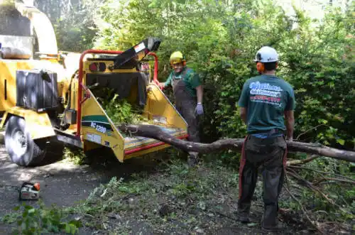 tree services Santa Nella